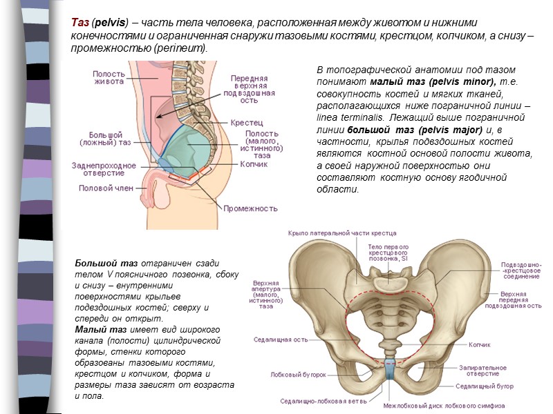 Большой таз отграничен сзади телом V поясничного позвонка, сбоку и снизу – внутренними поверхностями